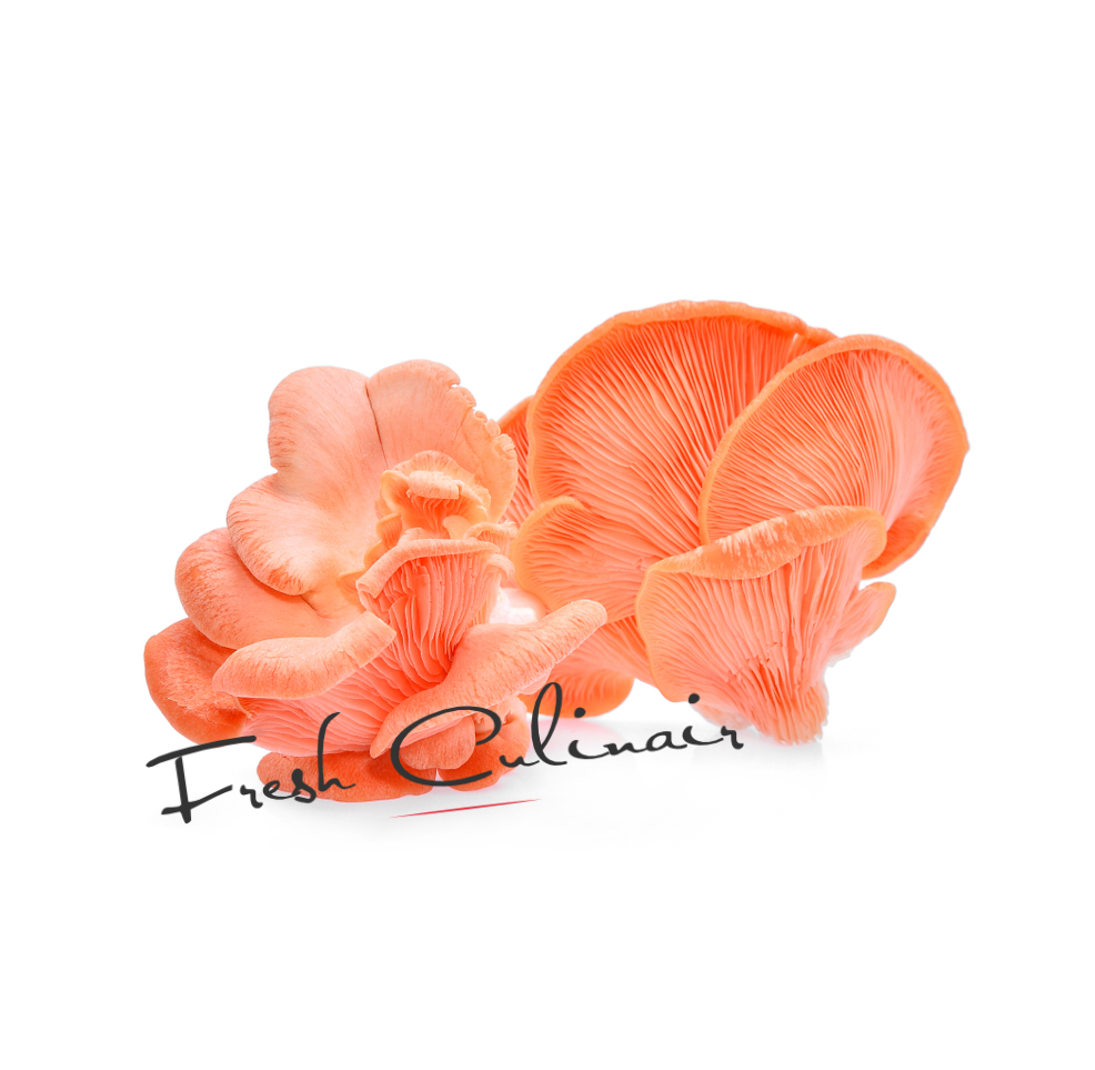 Pink Oyster Mushrooms Fresh Culinair